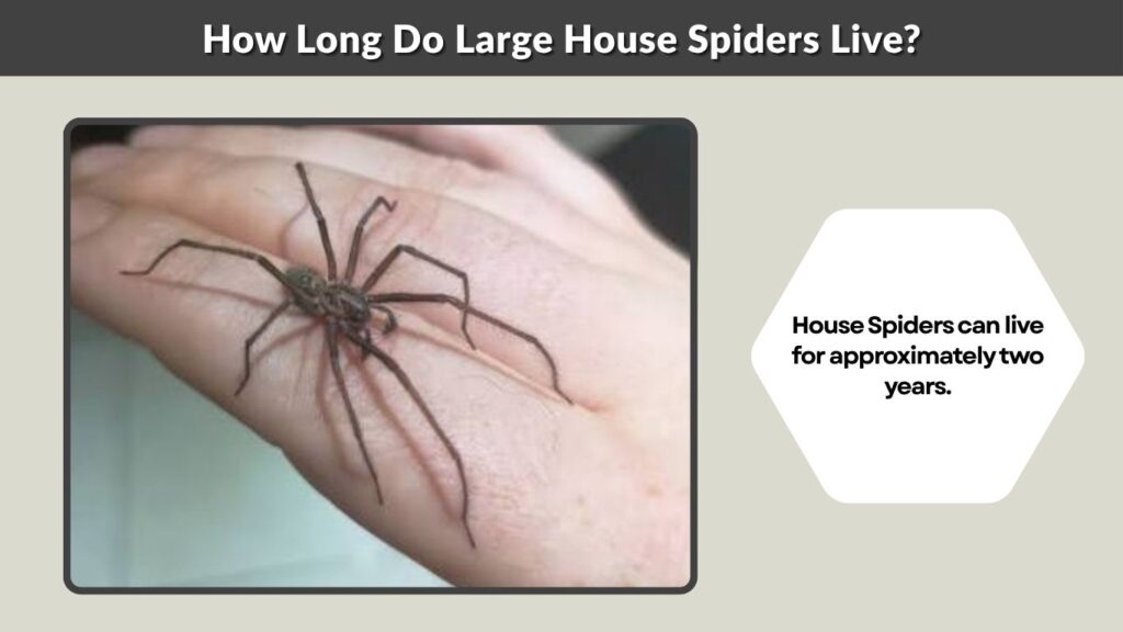 How Long Do Large House Spiders Live?