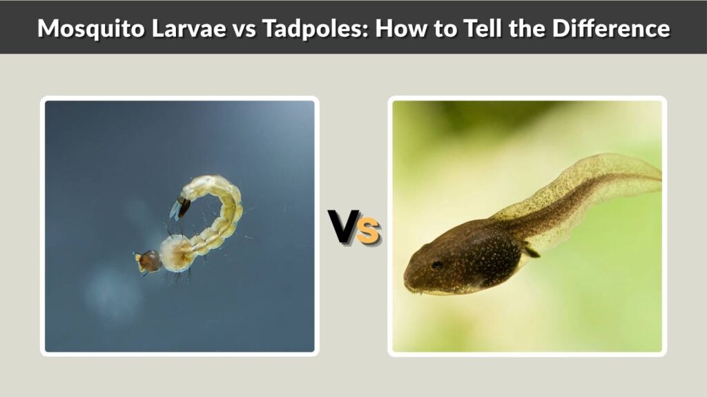 Mosquito Larvae vs Tadpoles: How to Tell the Difference