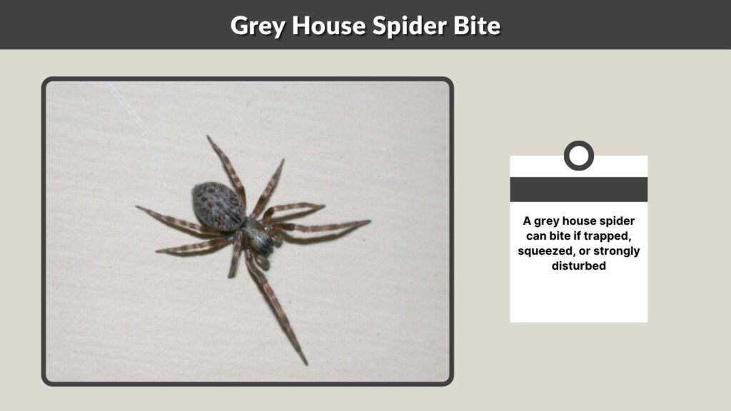 Grey House Spider Bite