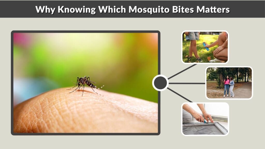 Why Knowing Which Mosquito Bites Matters