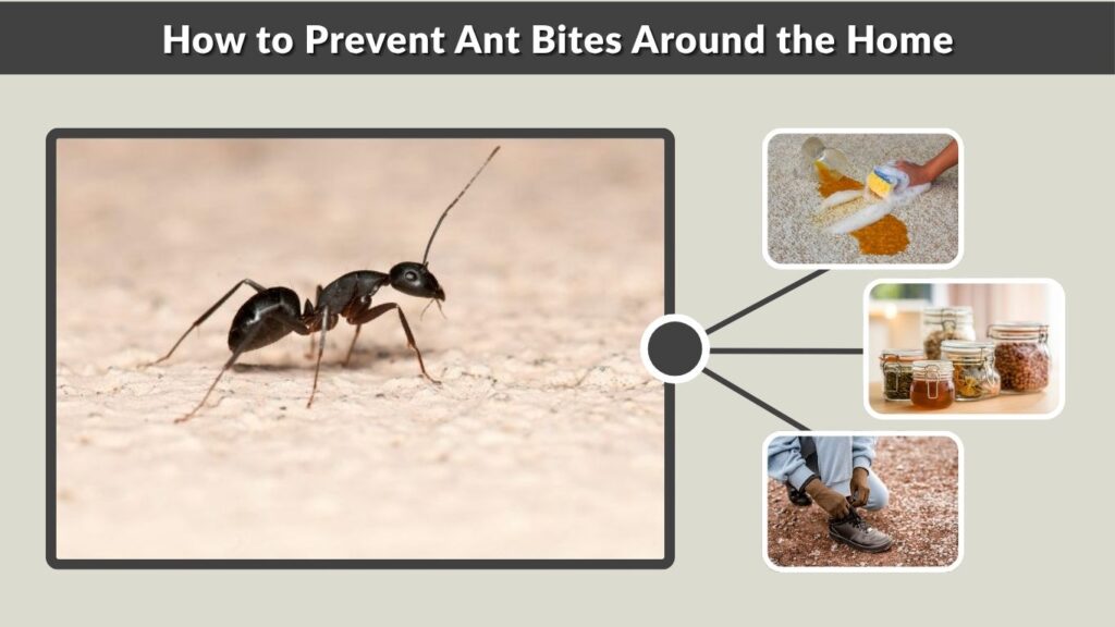 How to Prevent Ant Bites Around the Home