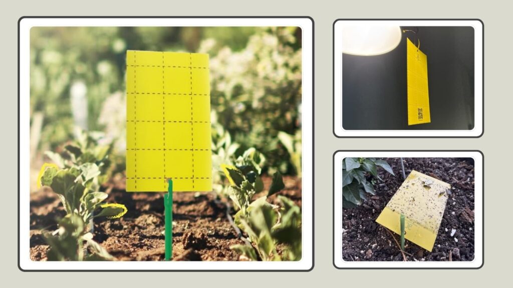Catchmaster GRO Yellow Double-Sided Sticky Traps