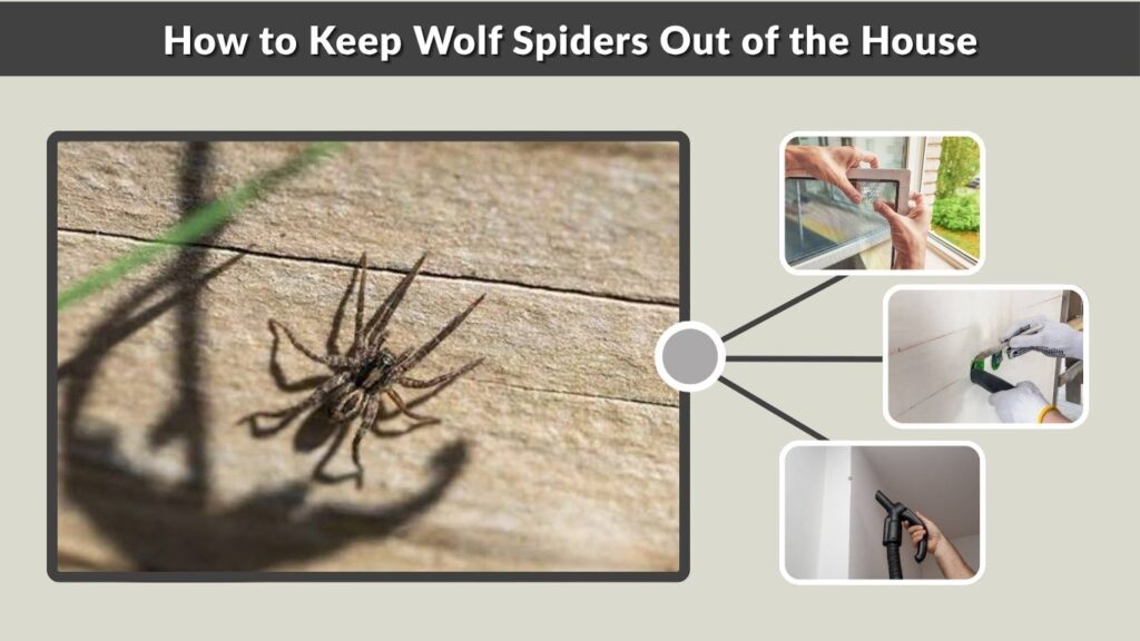 How to Keep Wolf Spiders Out of the House
