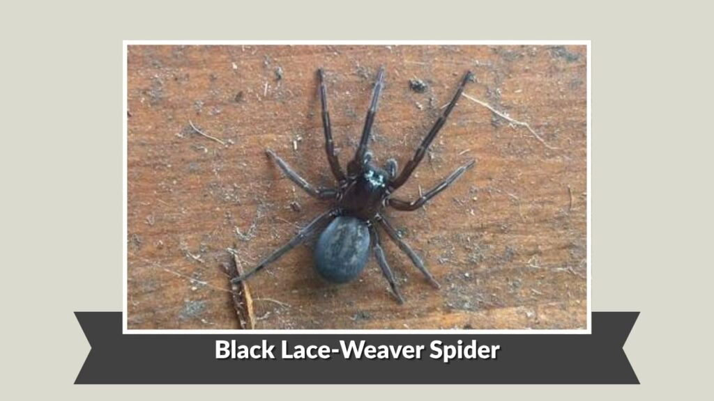 Black Lace-Weaver Spider