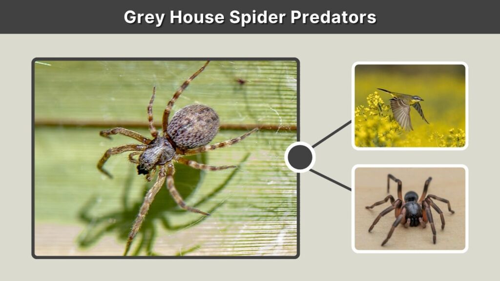 Grey House Spider Predators