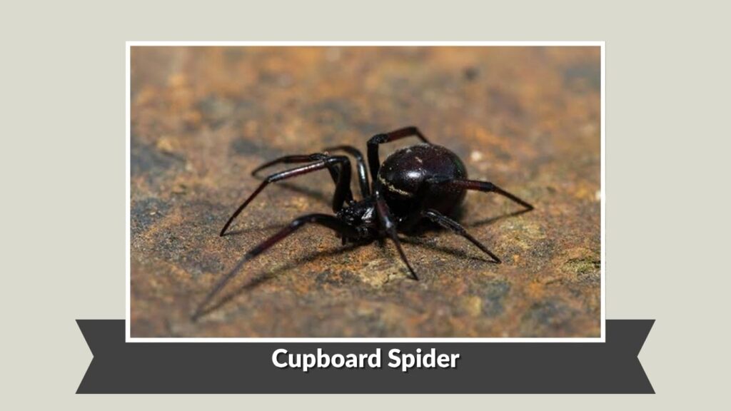 Cupboard Spider