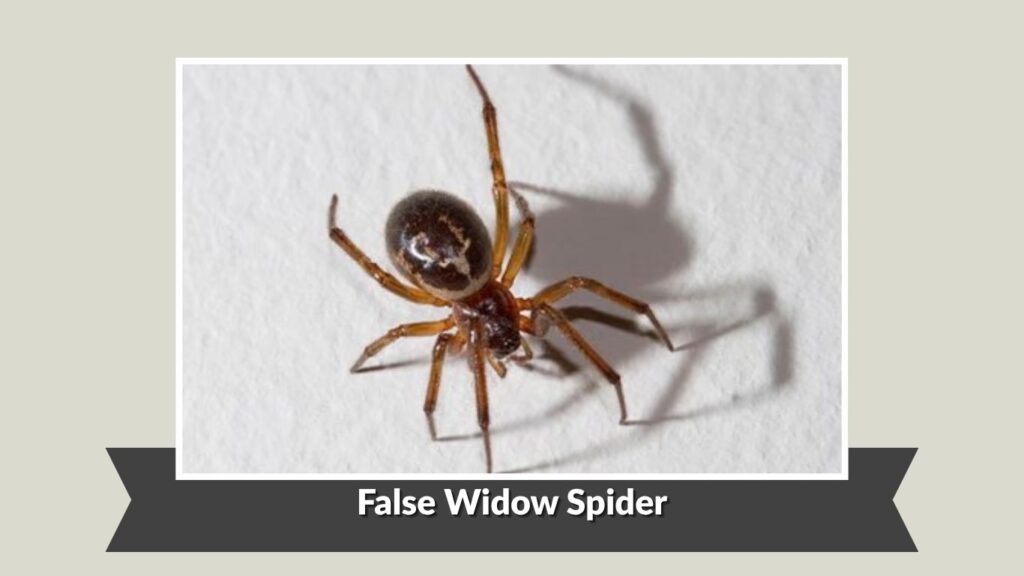 False Widow Spider