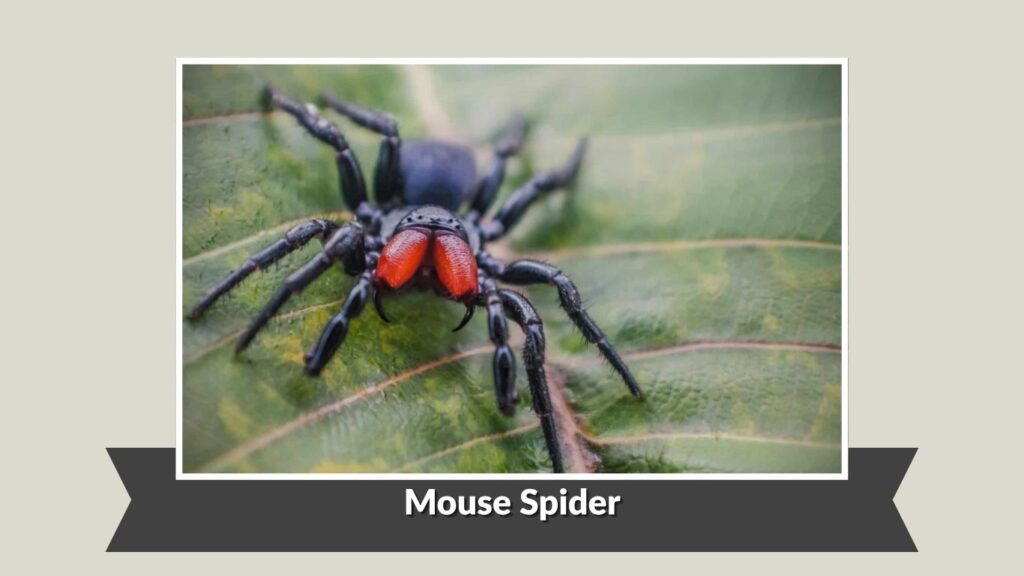 Mouse Spider