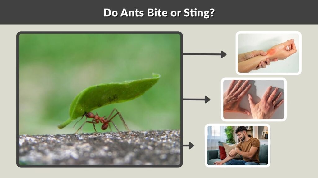 Do Ants Bite or Sting?