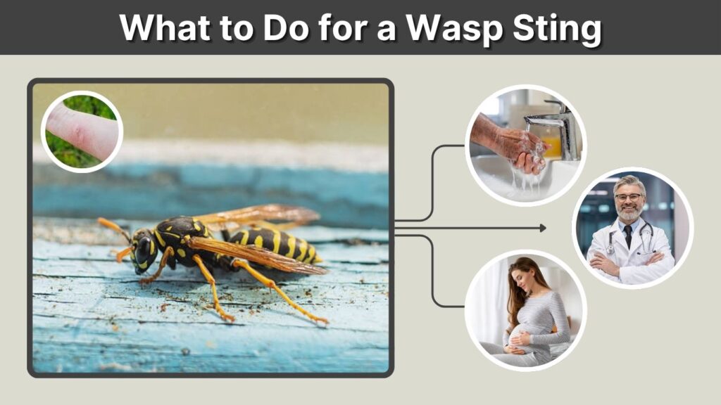 What to Do for a Wasp Sting: First Aid and Swelling Relief