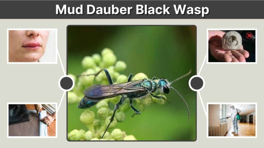 Mud Dauber Black Wasp: Identification, Nest & Sting