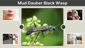 Mud Dauber Black Wasp: Identification, Nest & Sting