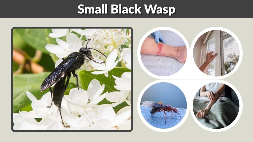 Small Black Wasp: Identification, Sting, Nest & Removal
