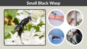 Small Black Wasp: Identification, Sting, Nest & Removal