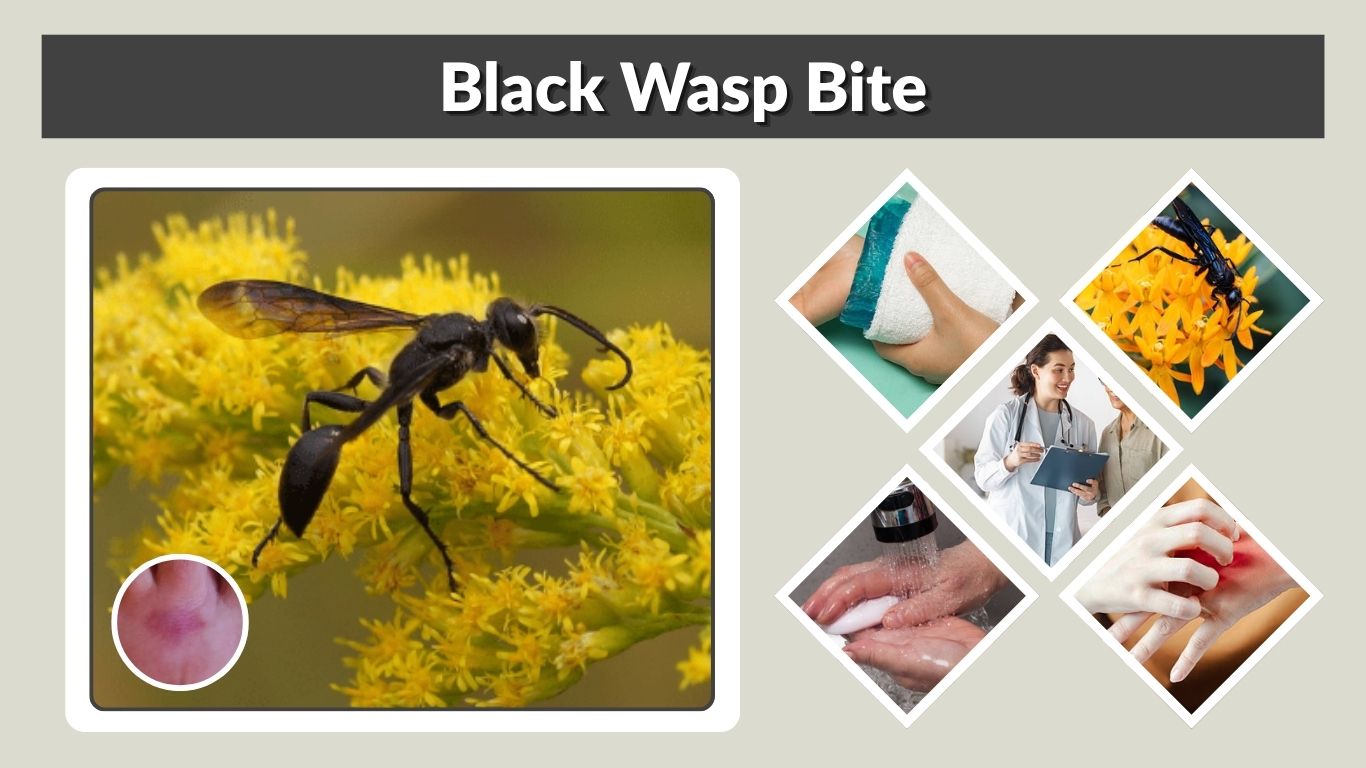 Black Wasp Bite: Symptoms, Treatment, Sting & Risks