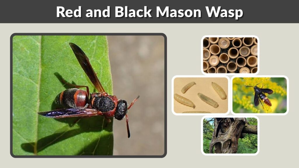 Red and Black Mason Wasp: Identification, Sting & Nest