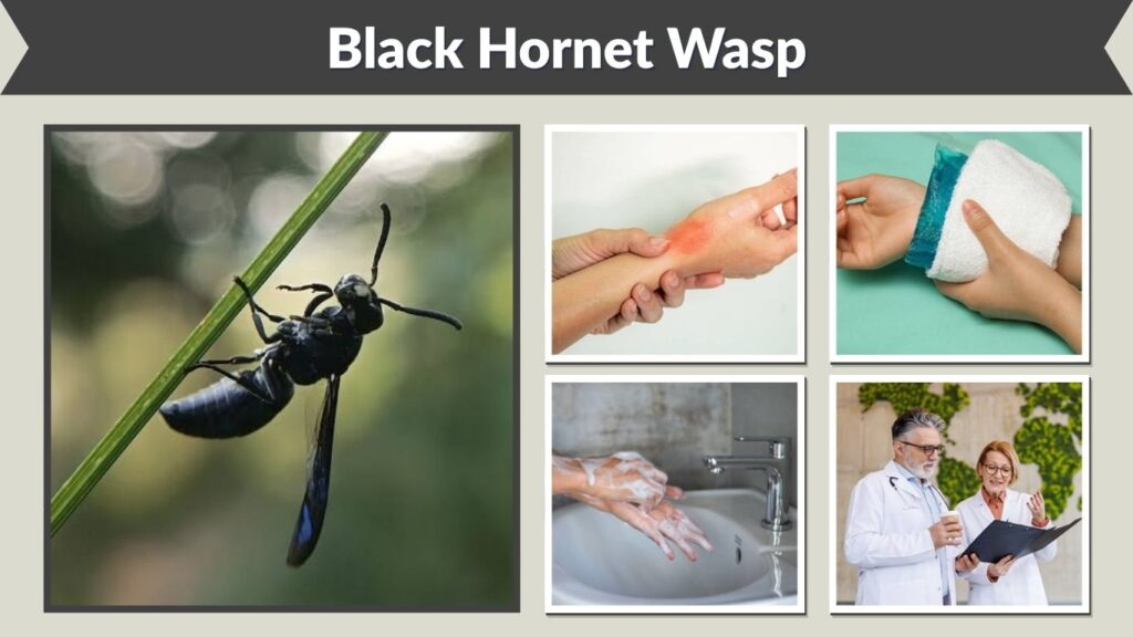 Black Hornet Wasp: Identification, Sting, Nest & Facts
