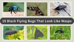 15 Black Flying Bugs That Look Like Wasps (But Aren't Wasps)