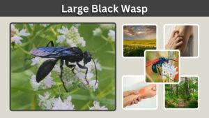 Large Black Wasp: Identification, Types, and Sting Facts