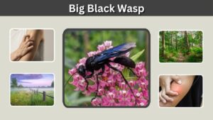 Big Black Wasp: Identification, Sting, Nest, and Types
