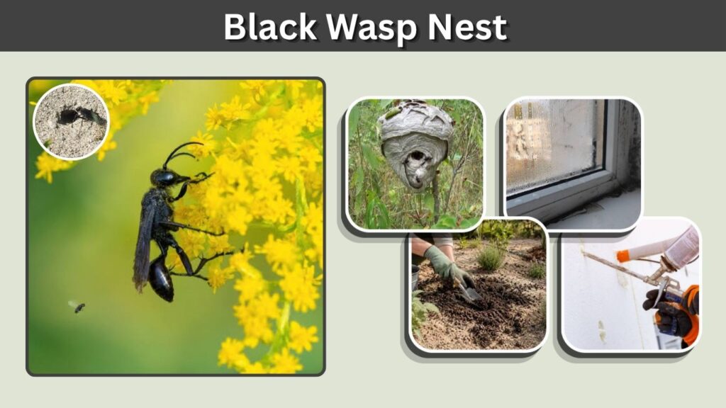 Black Wasp Nest: Identification, Locations, and Removal