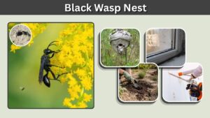 Black Wasp Nest: Identification, Locations, and Removal