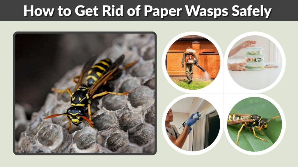 How to Get Rid of Paper Wasps Safely and Keep Them Away