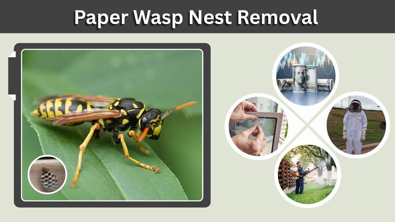 Paper Wasp Nest Removal: Safe Methods, Tips & Cost