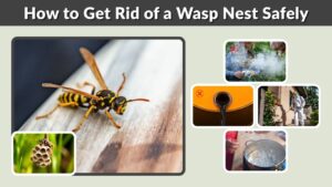 How to Get Rid of a Wasp Nest Safely: Complete Guide