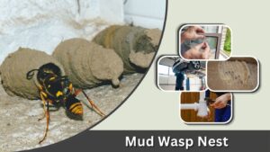 Mud Wasp Nest: Identification, Spiders & Safe Removal