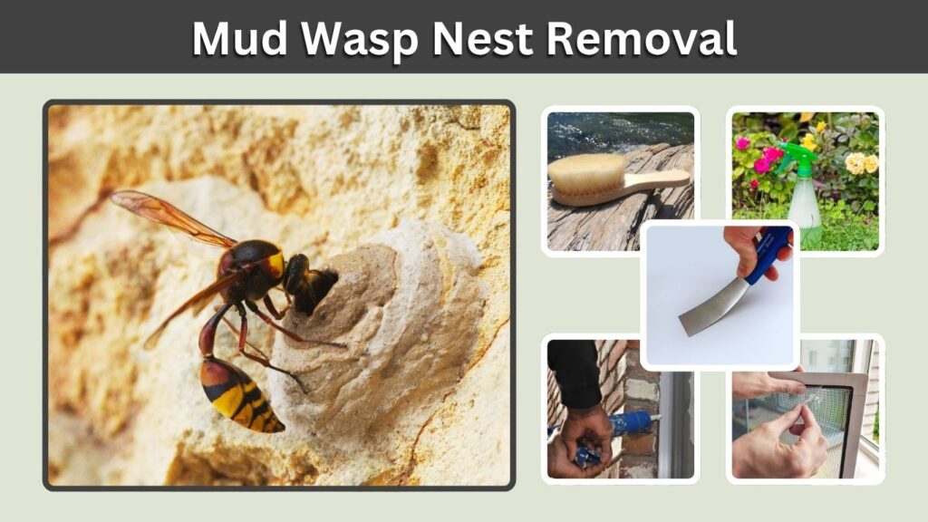 Mud Wasp Nest Removal: Safe Methods and Cleaning Tips