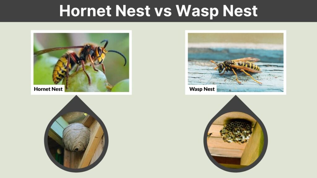 Hornet Nest vs Wasp Nest: 7 Key Differences & Pictures
