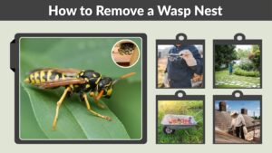 How to Remove a Wasp Nest: 7 Safe and Effective Tips