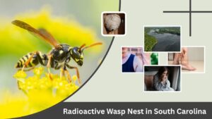 Radioactive Wasp Nest in South Carolina: What Happened?