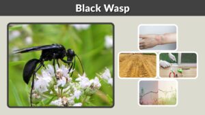 Black Wasp: Identification, Sting, Nest & Safety