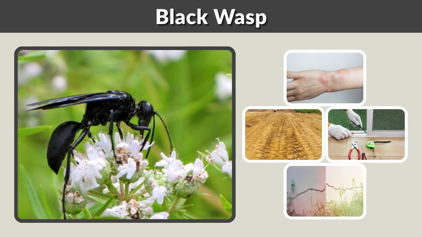 Black Wasp: Identification, Sting, Nest & Safety