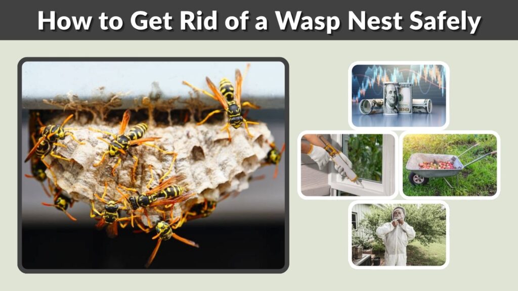 How to Get Rid of a Wasp Nest Safely: Methods That Work