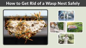How to Get Rid of a Wasp Nest Safely: Methods That Work