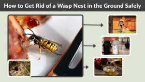 How to Get Rid of a Wasp Nest in the Ground Safely