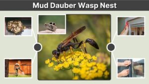 Mud Dauber Wasp Nest: Identification, Removal & Prevention