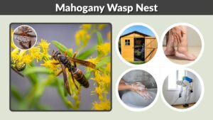 Mahogany Wasp Nest: Identification, Danger, and Safe Removal