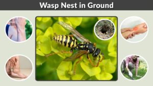 Wasp Nest in Ground: Identification, Types, and Safe Removal