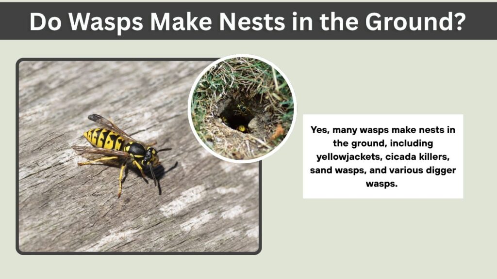 Do Wasps Make Nests in the Ground? Types, Reasons, and Identification