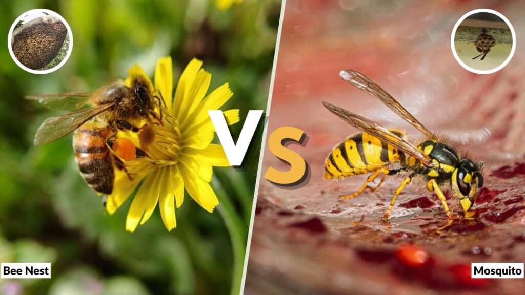 Bee Nest vs Wasp Nest: How to Identify the Difference