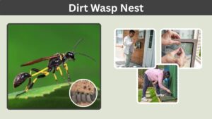 Dirt Wasp Nest: Identification, Types, and Removal