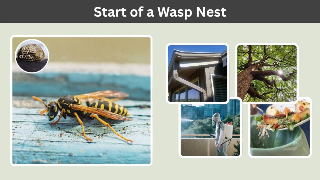 Start of a Wasp Nest: Appearance, Stages & Removal