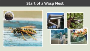 Start of a Wasp Nest: Appearance, Stages & Removal