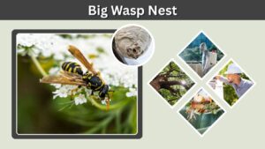 Big Wasp Nest: Size, Identification & Safe Removal