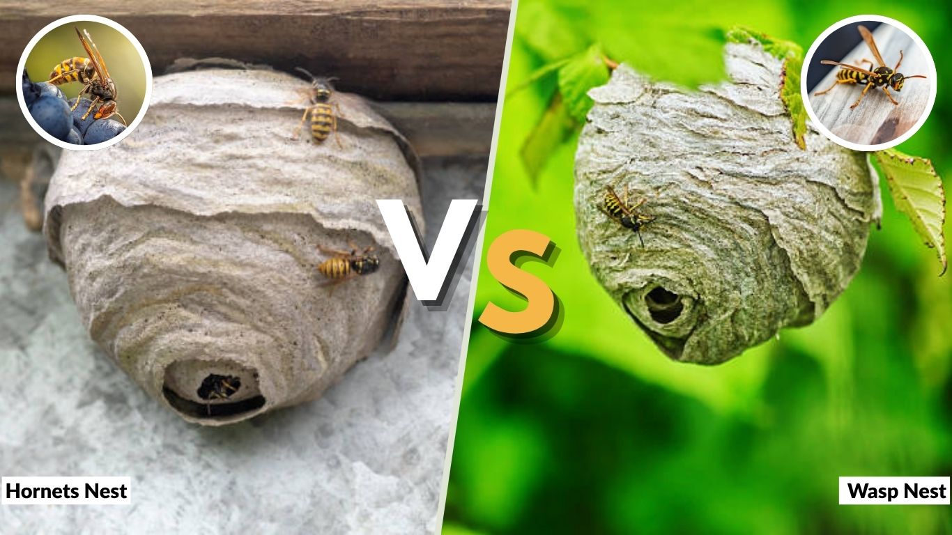 Hornets Nest vs Wasp Nest: 7 Key Differences