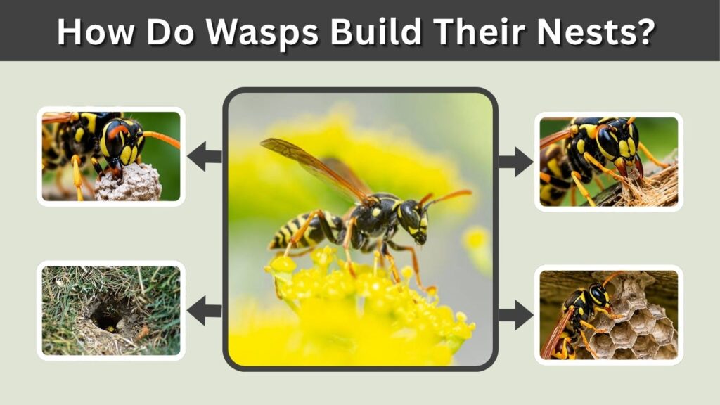 How Do Wasps Build Their Nests? Step-by-Step Guide